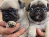 Pug yavrusu
