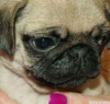Pug yavrusu