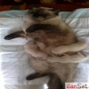 Ragdoll kedi yavrusu veriyorum..