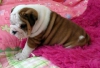 Rare english bulldog puppies