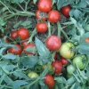 Redland f1 domates tohumu