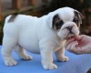 (registered purebred) amerikan bulldog yavrular satlk