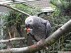 Rehoming iin african gray papaan konuuyor