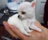 Rehoming iin beutifull chihuahua yavrular