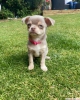 Rehoming iin beutifull chihuahua yavrular