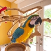 Rehoming iin mavi ve altn macaws