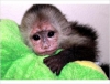 Reklam iin capuchin maymunlar