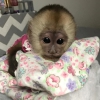 Reklam iin harika gzel capuchin maymunu