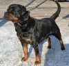 Rottweiler koca kafa  yavrular