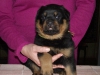 Rottweiler koca kafa  yavrular