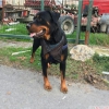 Rottweiler yavrular