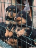 Rottweiler yavrular