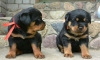 Rottweiler yavrulari