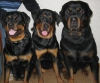 Rottweiler yavrulari