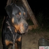 rotweiler kpeimiz skdar kplcede alnmtr.