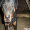 rotweiler kpeimiz skdar kplcede alnmtr.