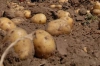 Royal patates tohumu