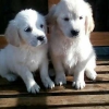 Saf bir cins golden retriever benimsemek