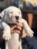 Saf kan dogo argentino yavru kpek