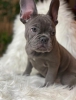 Safkan akc french bulldog yavrular mevcuttur