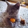 Safkan british shorthair yavrular