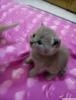 Safkan british shorthair yavrular