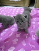 Safkan british shorthair yavrular