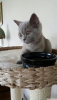 Safkan british shorthair yavrular