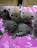 Safkan british shorthair yavrular