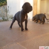 SAFKAN CANE CORSO YAVRULARI