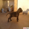 SAFKAN CANE CORSO YAVRULARI