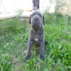 SAFKAN CANE CORSO YAVRULARI