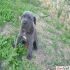 SAFKAN CANE CORSO YAVRULARI