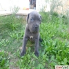 SAFKAN CANE CORSO YAVRULARI