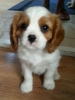 Safkan cavalier king charles