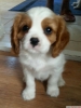 Safkan cavalier king charles