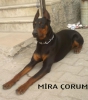 Safkan doberman yavrular