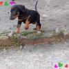 Safkan doberman yavrular