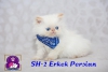 Safkan exotic shorthair ve persian yavrularmz