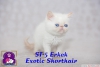 Safkan exotic shorthair ve persian yavrularmz