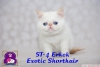 Safkan exotic shorthair ve persian yavrularmz