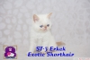 Safkan exotic shorthair ve persian yavrularmz