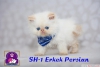 Safkan exotic shorthair ve persian yavrularmz