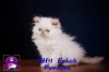 Safkan exotic shorthair ve persian yavrularmz