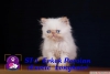 Safkan exotic shorthair ve persian yavrularmz