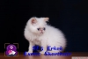 Safkan exotic shorthair ve persian yavrularmz