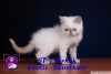 Safkan exotic shorthair ve persian yavrularmz