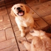 Safkan Golden Retriever yavrular Satlktr