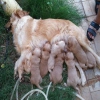 Safkan Golden Retriever yavrular Satlktr