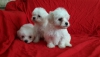 Safkan maltese terrier bebekler yeni yuvalarn aryor